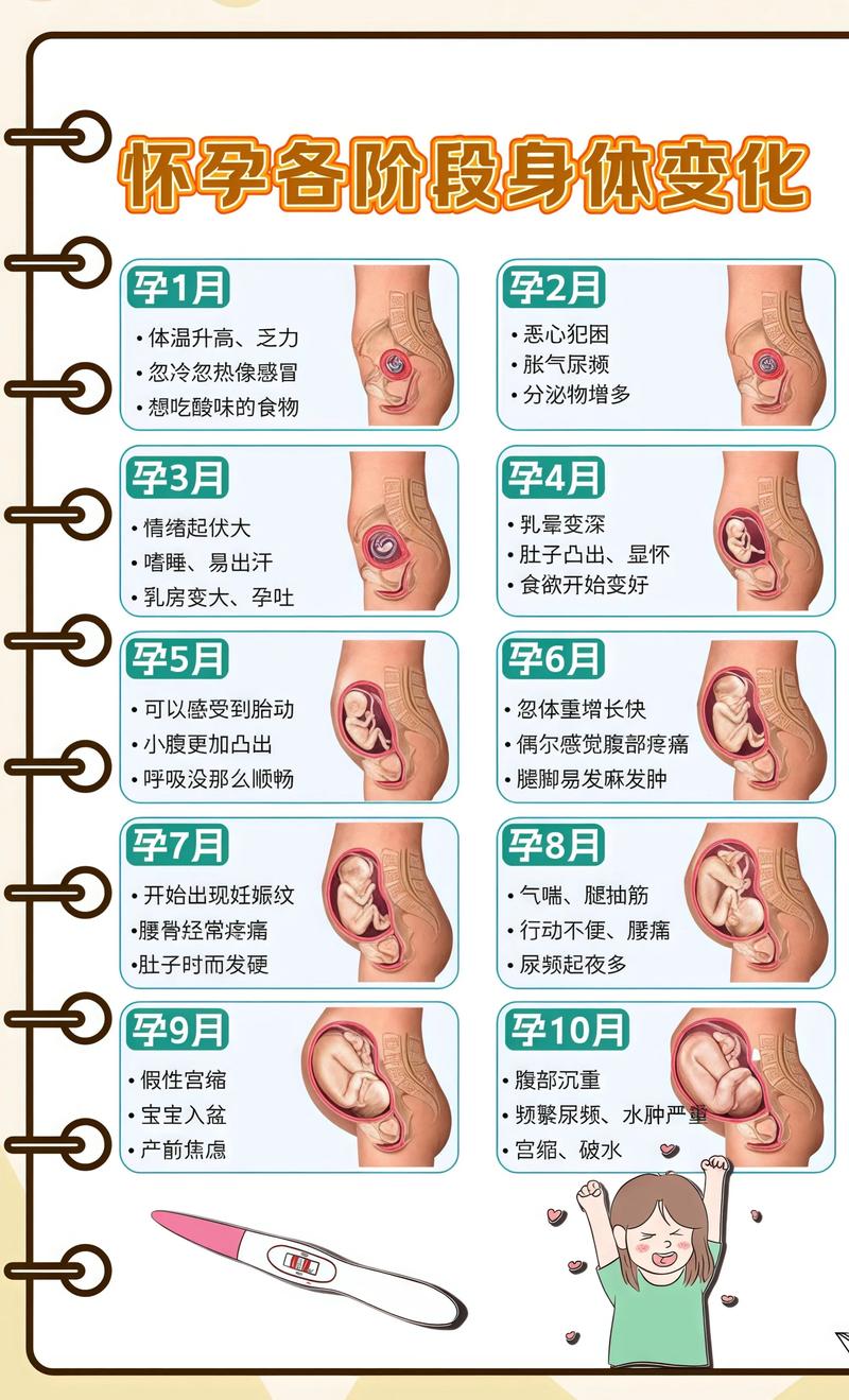 揭秘供卵代孕妈妈怀孕小腹分两节，孕期变化的奥秘城口代生机构: